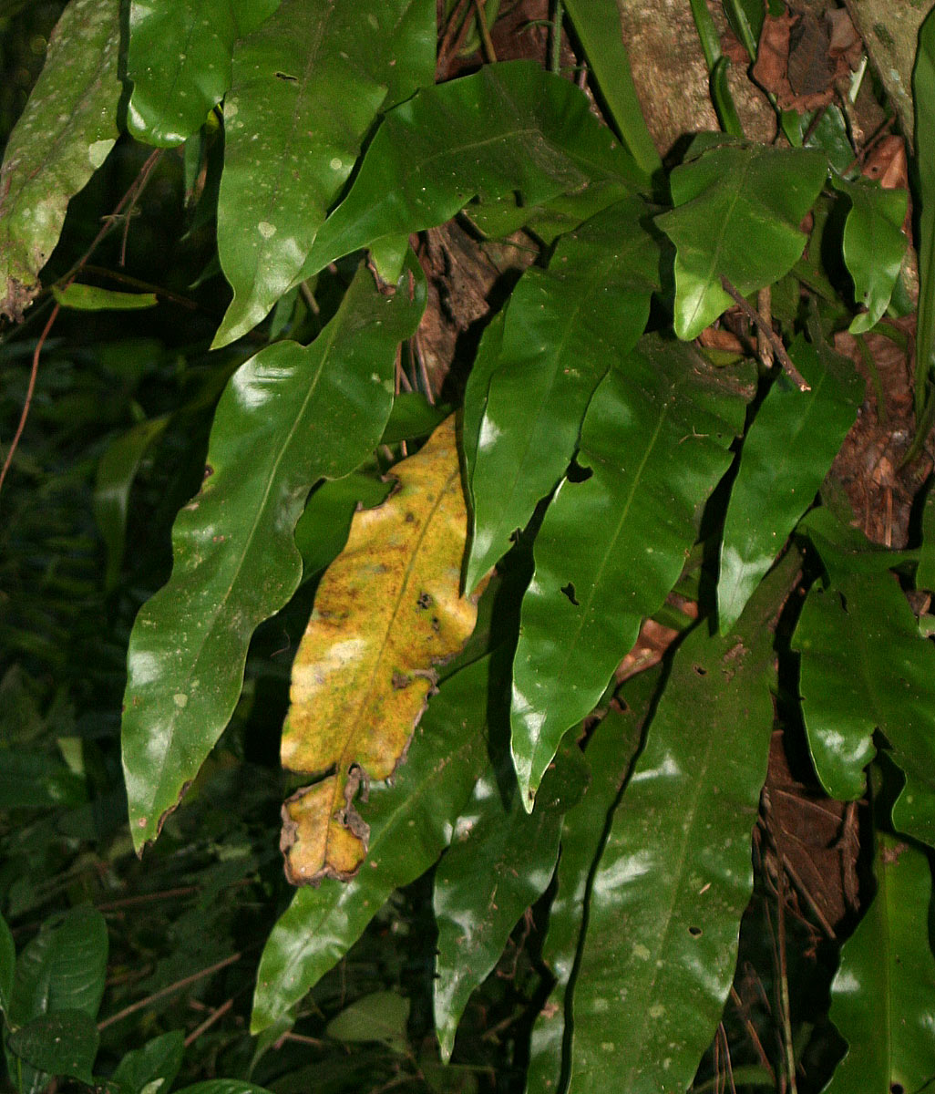 Microsorum punctatum Microsorum punctatum