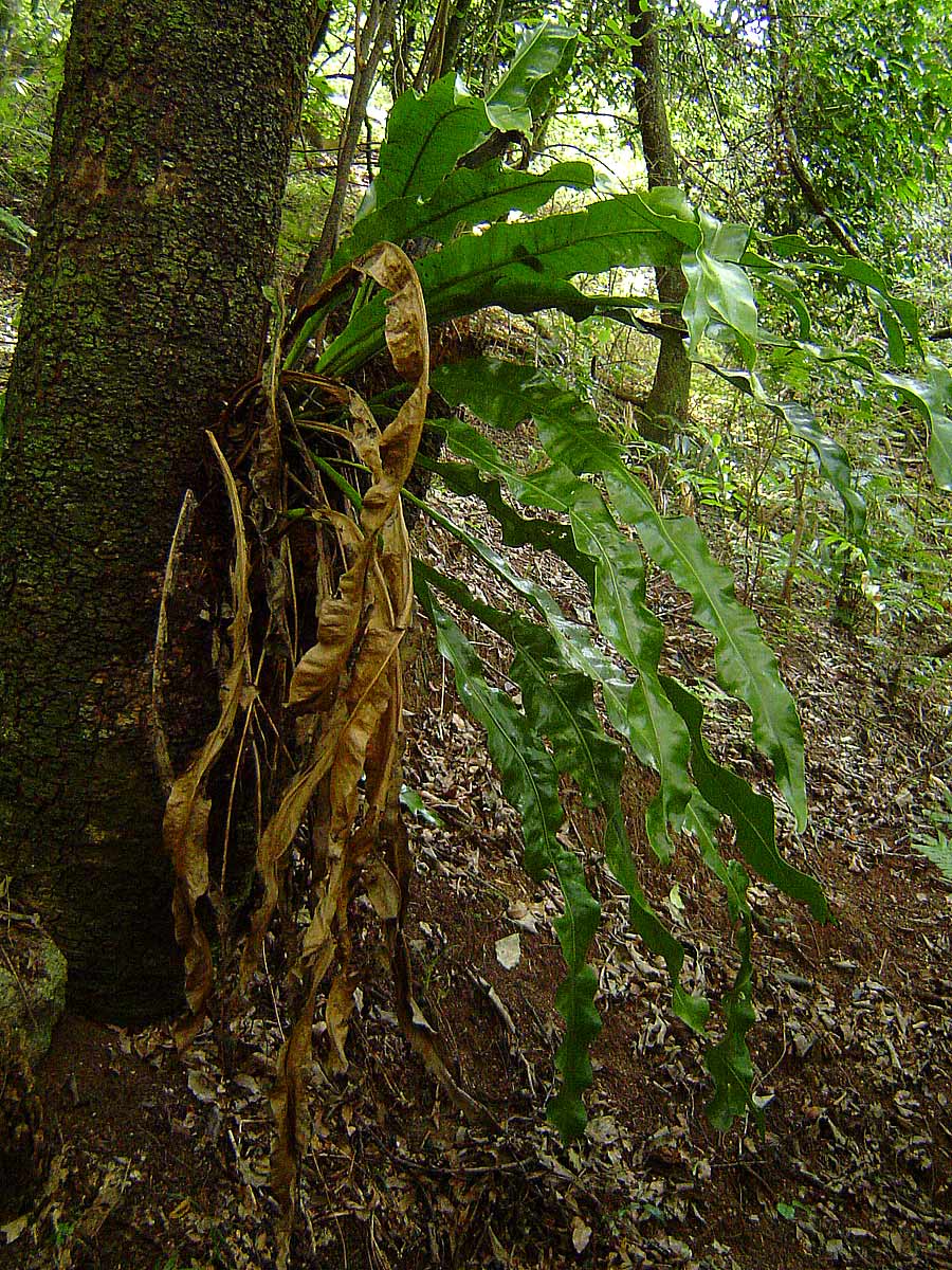 Microsorum punctatum Microsorum punctatum