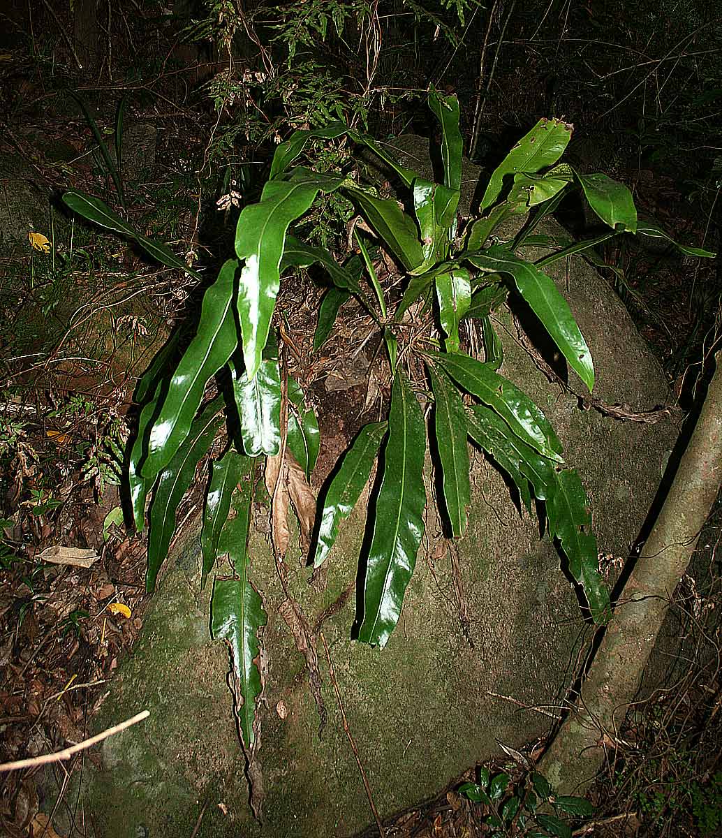 Microsorum punctatum Microsorum punctatum