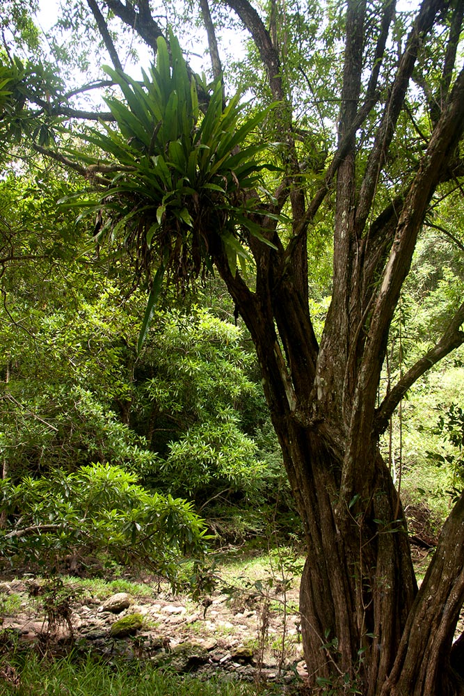 Microsorum punctatum Microsorum punctatum