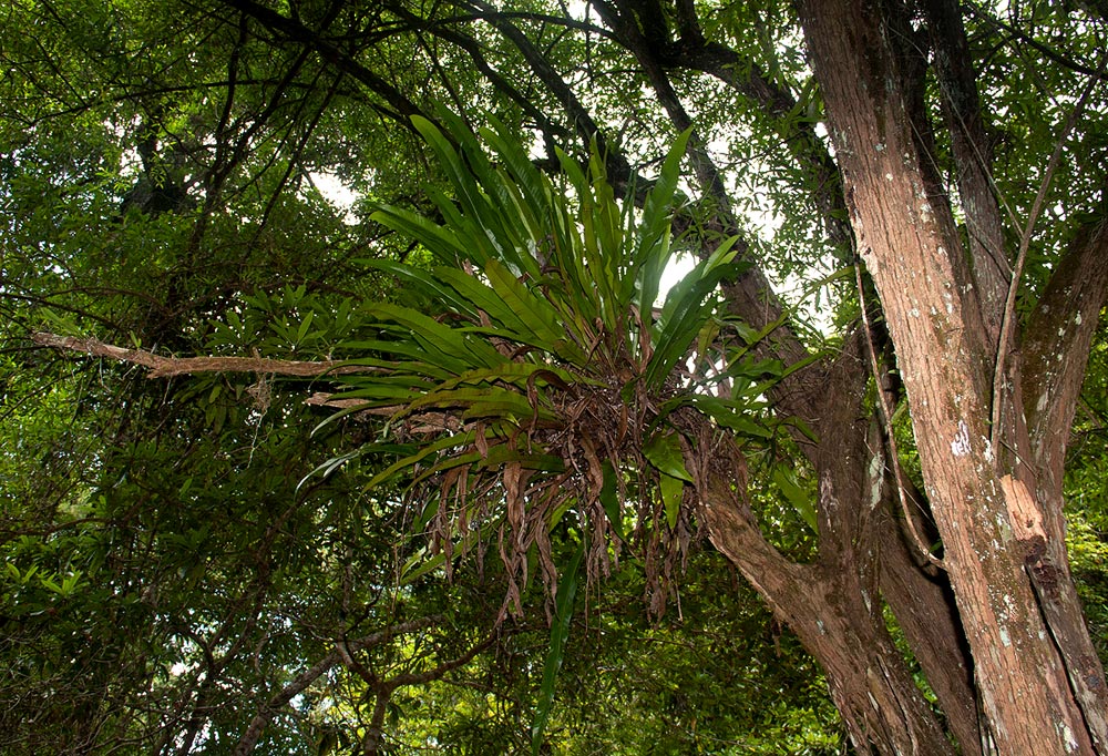 Microsorum punctatum Microsorum punctatum