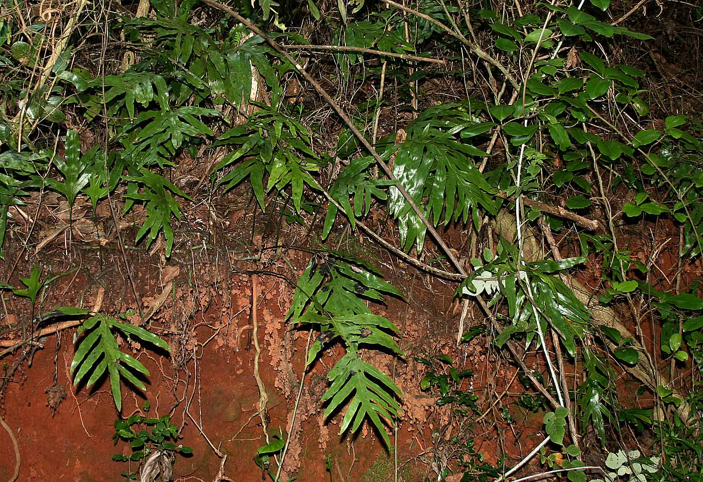 Microsorum scolopendria Microsorum scolopendria
