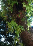 Microsorum scolopendria
