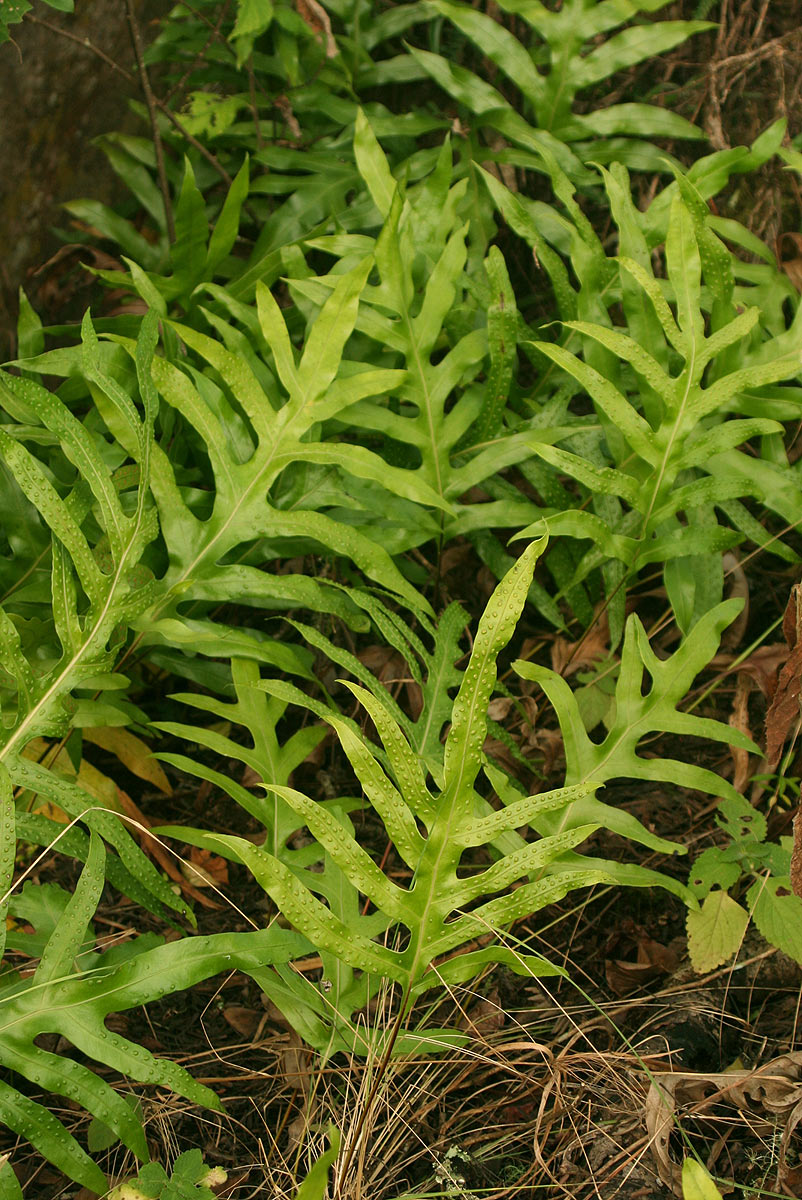 Microsorum scolopendria Microsorum scolopendria