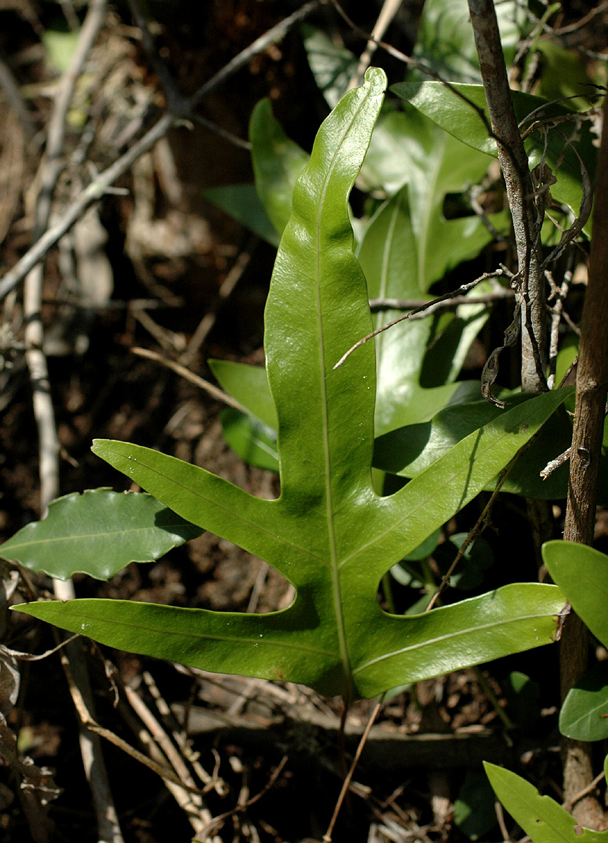 Microsorum scolopendria Microsorum scolopendria