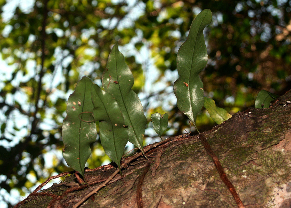 Microgramma mauritiana Microgramma mauritiana