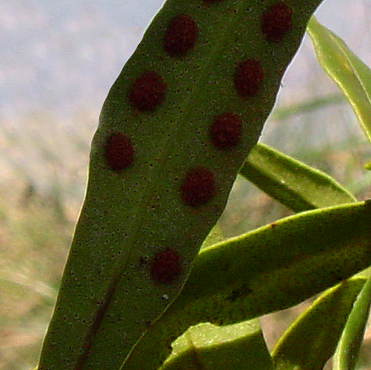 Pleopeltis macrocarpa Pleopeltis macrocarpa