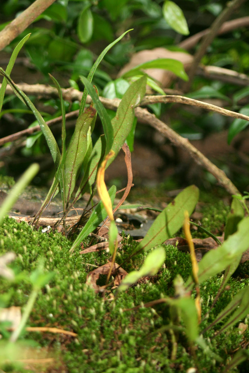 Pleopeltis macrocarpa Pleopeltis macrocarpa