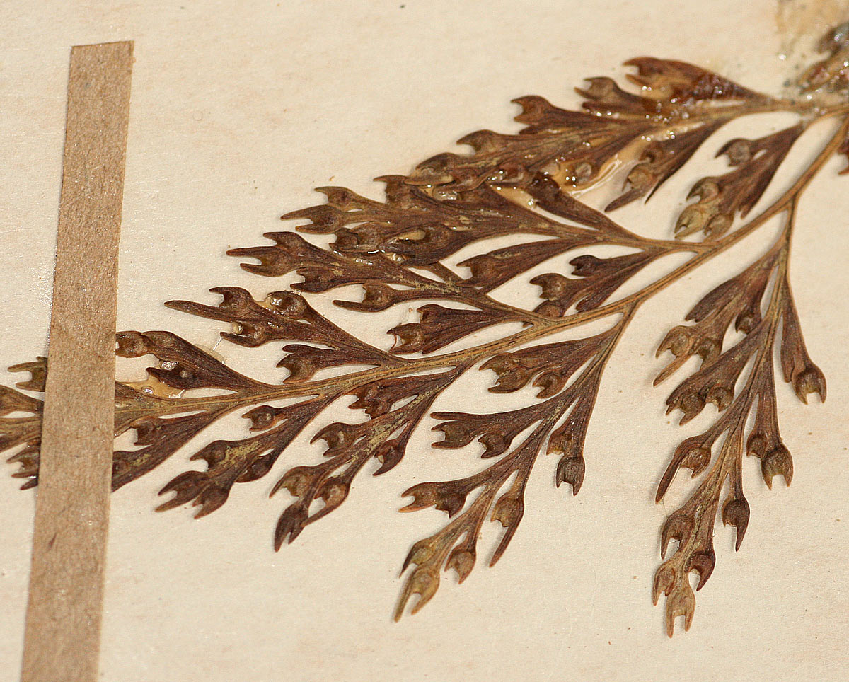Davallia chaerophylloides Davallia chaerophylloides