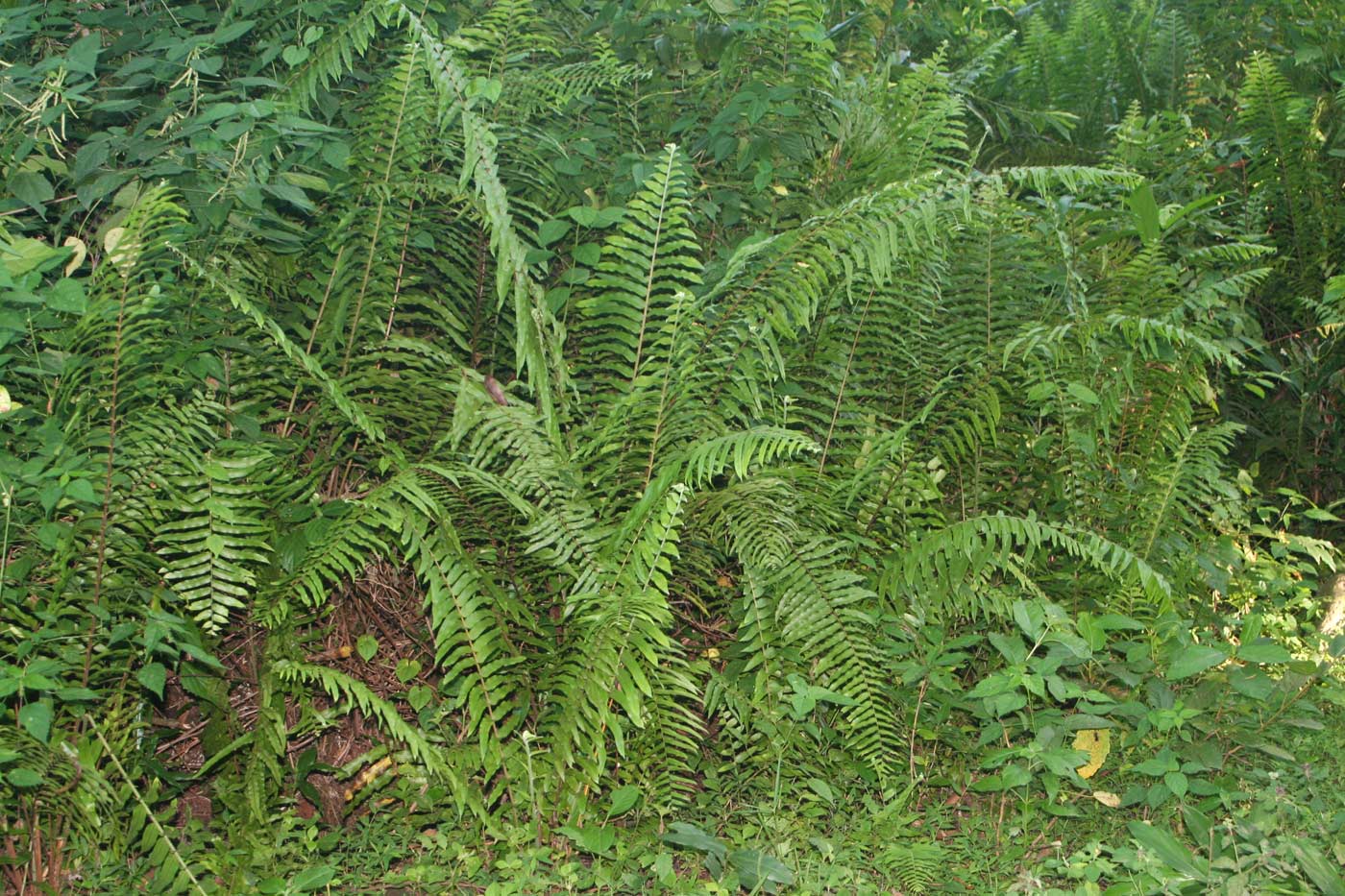 Nephrolepis biserrata Nephrolepis biserrata