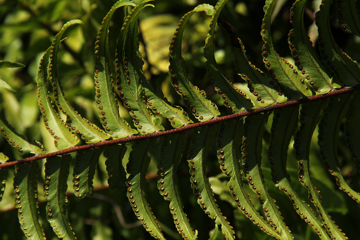 Nephrolepis biserrata Nephrolepis biserrata