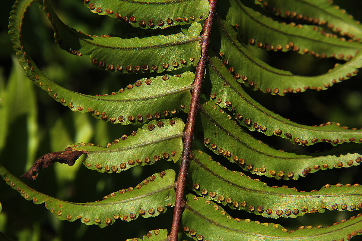 Nephrolepis biserrata Nephrolepis biserrata
