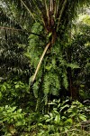 Nephrolepis biserrata