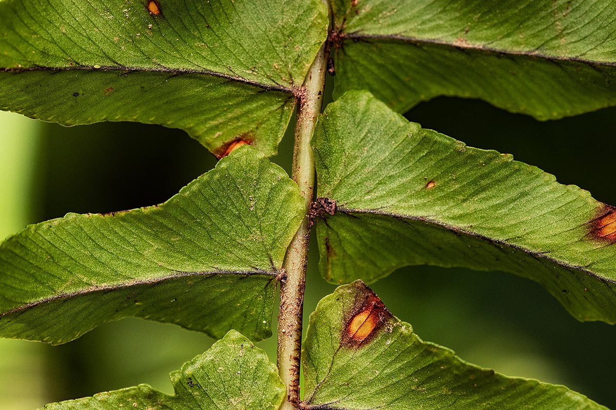 Nephrolepis undulata Nephrolepis undulata