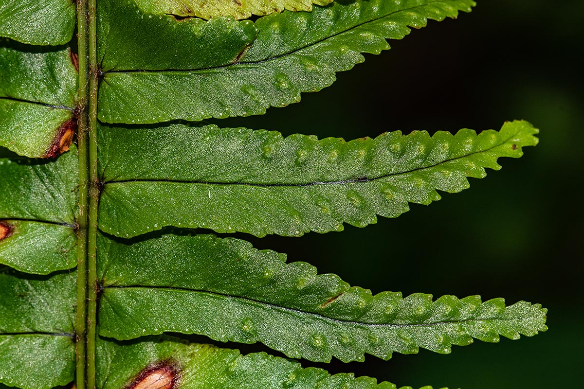 Nephrolepis undulata Nephrolepis undulata