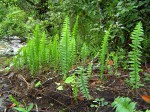 Nephrolepis undulata