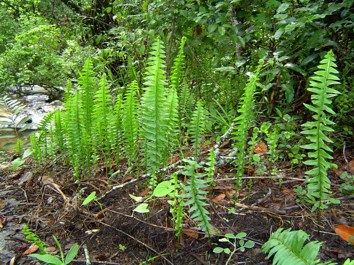 Nephrolepis undulata Nephrolepis undulata