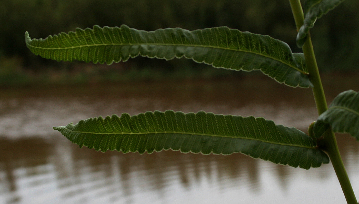 Ampelopteris prolifera Ampelopteris prolifera