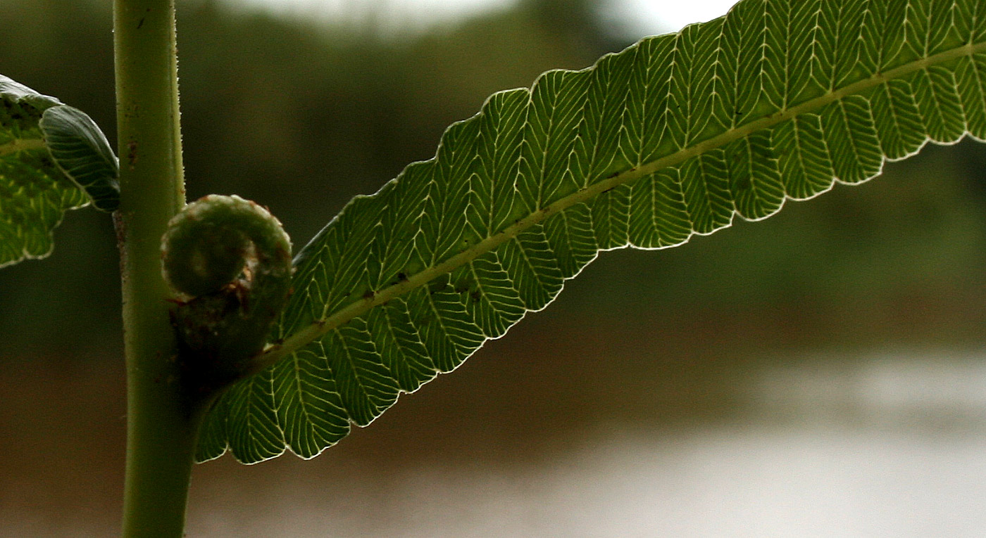 Ampelopteris prolifera Ampelopteris prolifera