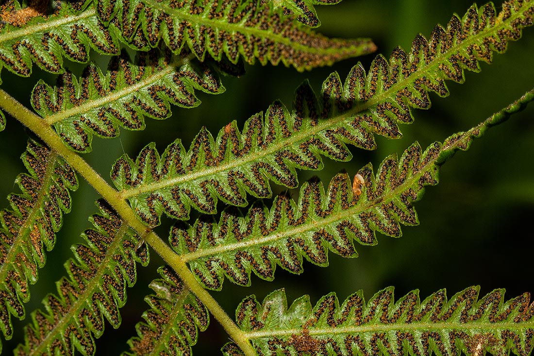 Cyclosorus interruptus Cyclosorus interruptus