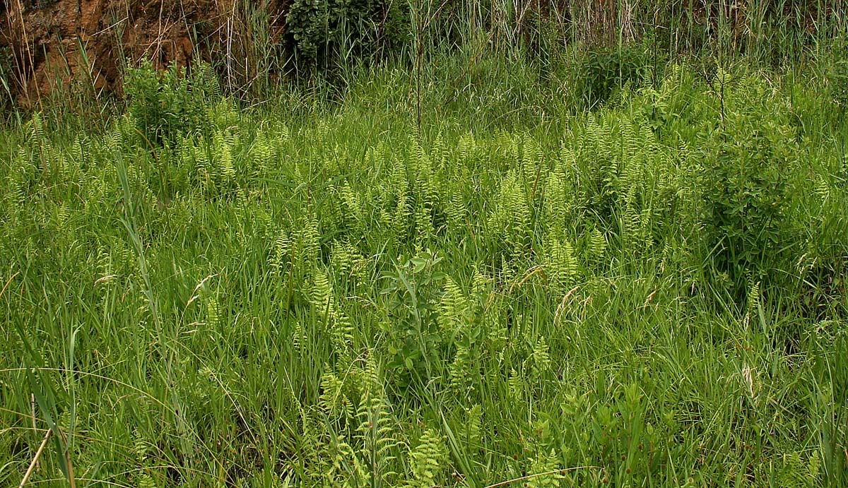 Thelypteris confluens Thelypteris confluens