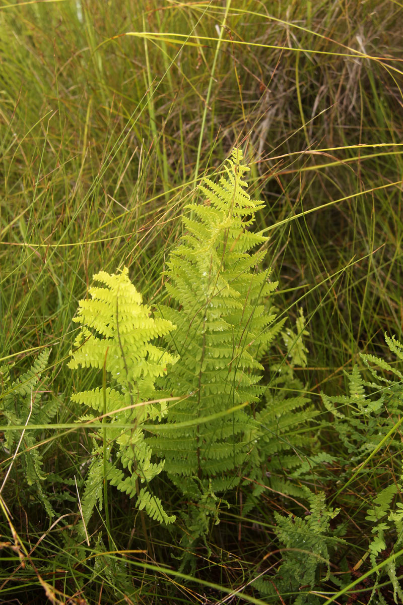 Thelypteris confluens Thelypteris confluens