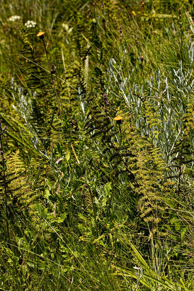 Thelypteris confluens Thelypteris confluens