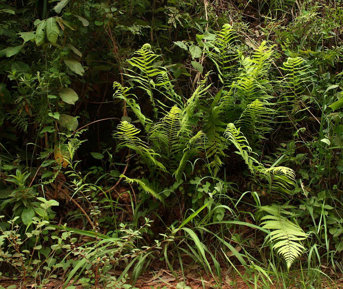 Christella dentata Christella dentata
