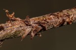 Christella gueintziana