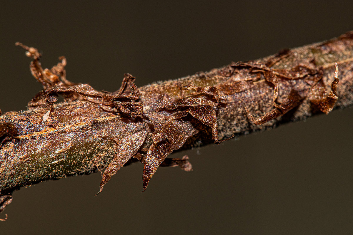 Christella gueintziana Christella gueintziana