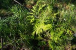 Christella gueintziana