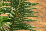 Christella gueintziana