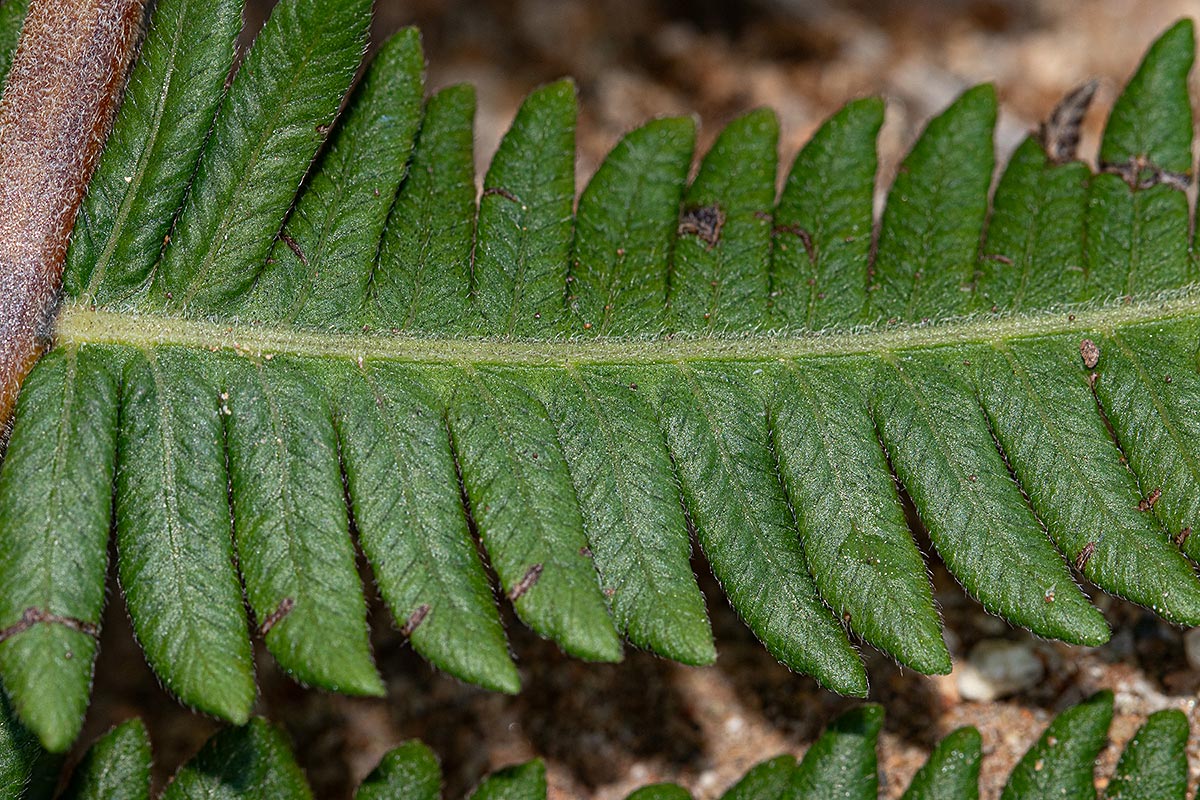 Christella gueintziana
