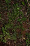 Christella gueintziana