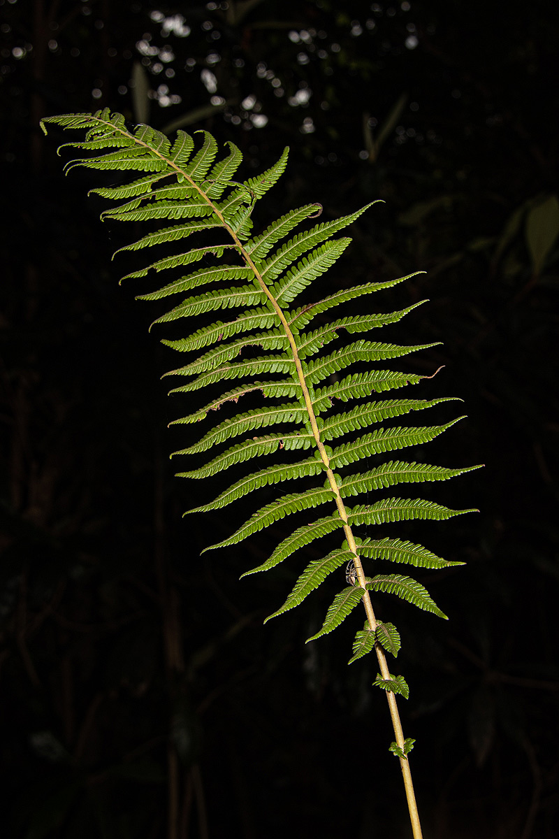 Christella gueintziana Christella gueintziana