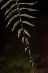Christella gueintziana