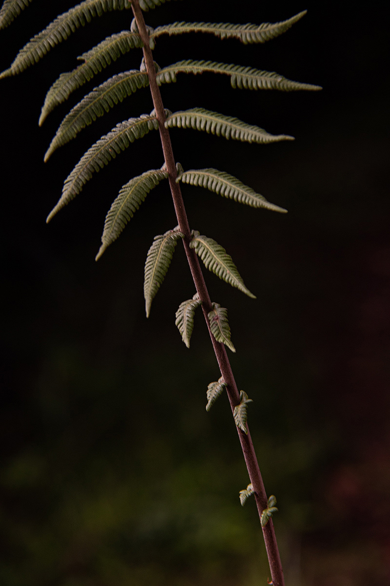 Christella gueintziana Christella gueintziana
