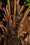 Christella gueintziana