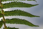 Christella gueintziana
