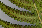 Christella gueintziana