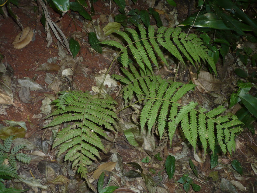 Christella hispidula Christella hispidula