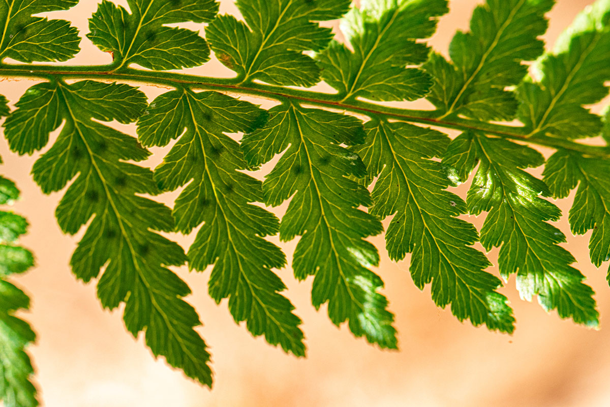 Dryopteris pentheri Dryopteris pentheri