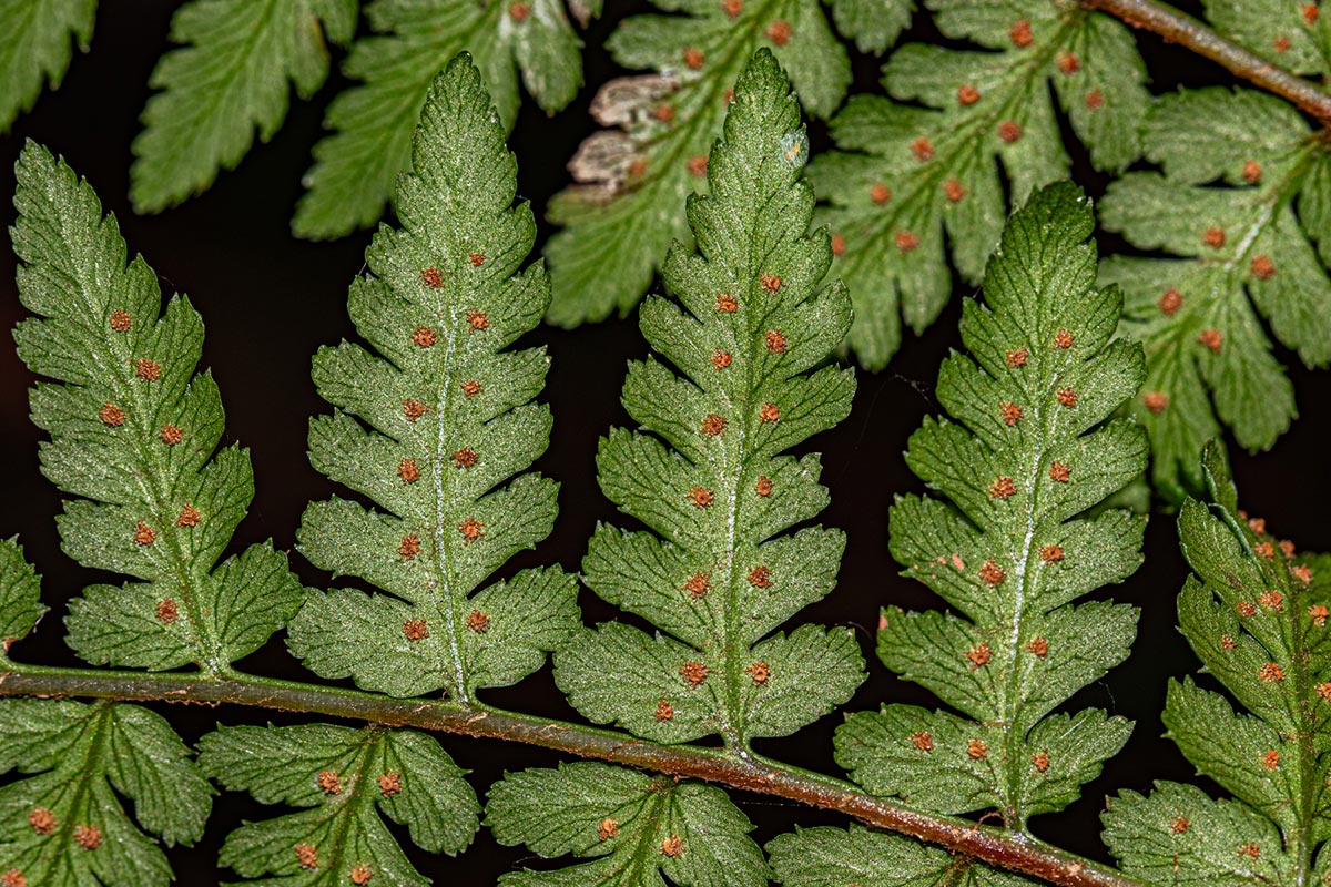 Dryopteris pentheri Dryopteris pentheri
