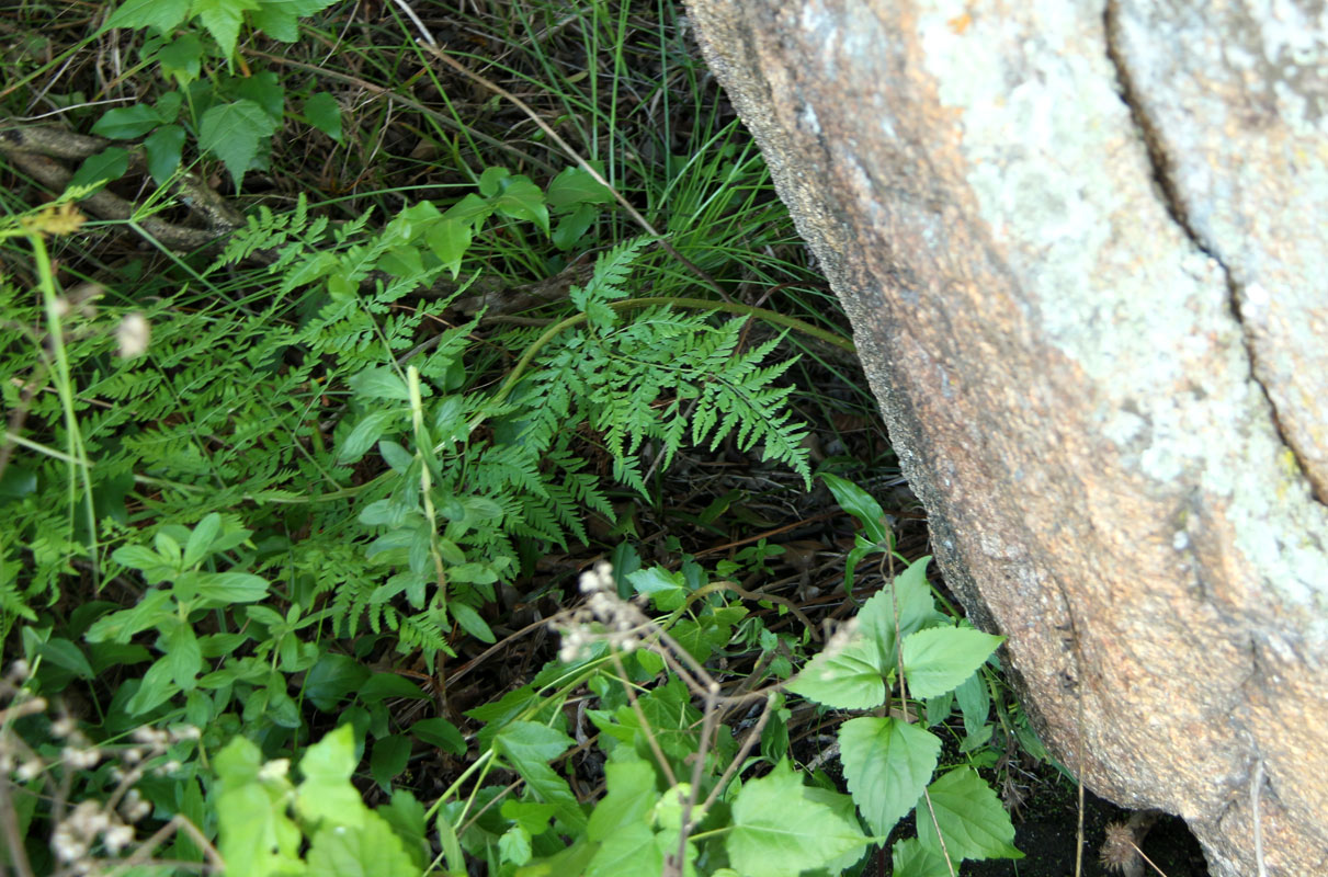 Dryopteris pentheri