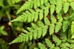 Dryopteris pentheri
