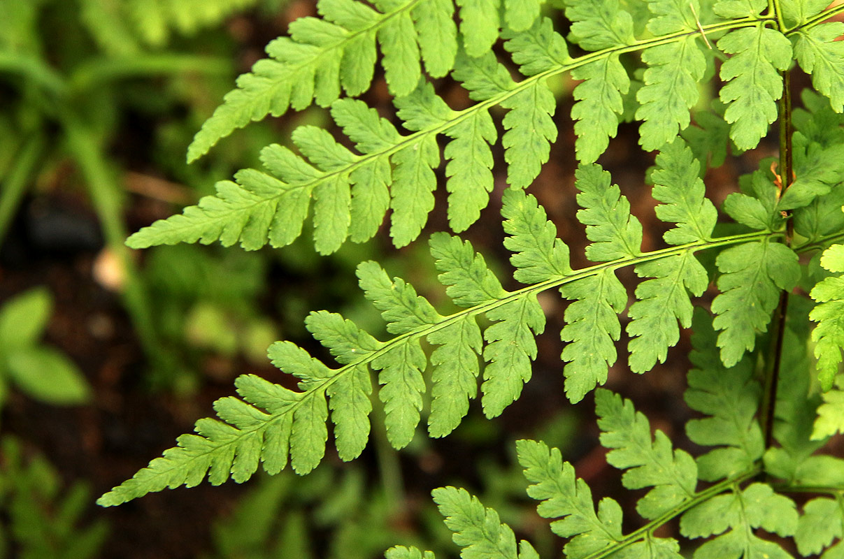 Dryopteris pentheri Dryopteris pentheri