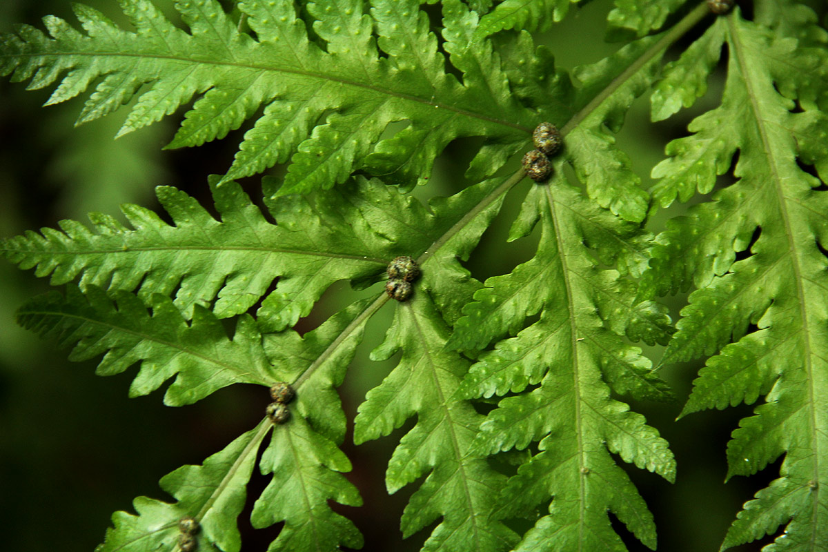 Tectaria gemmifera Tectaria gemmifera