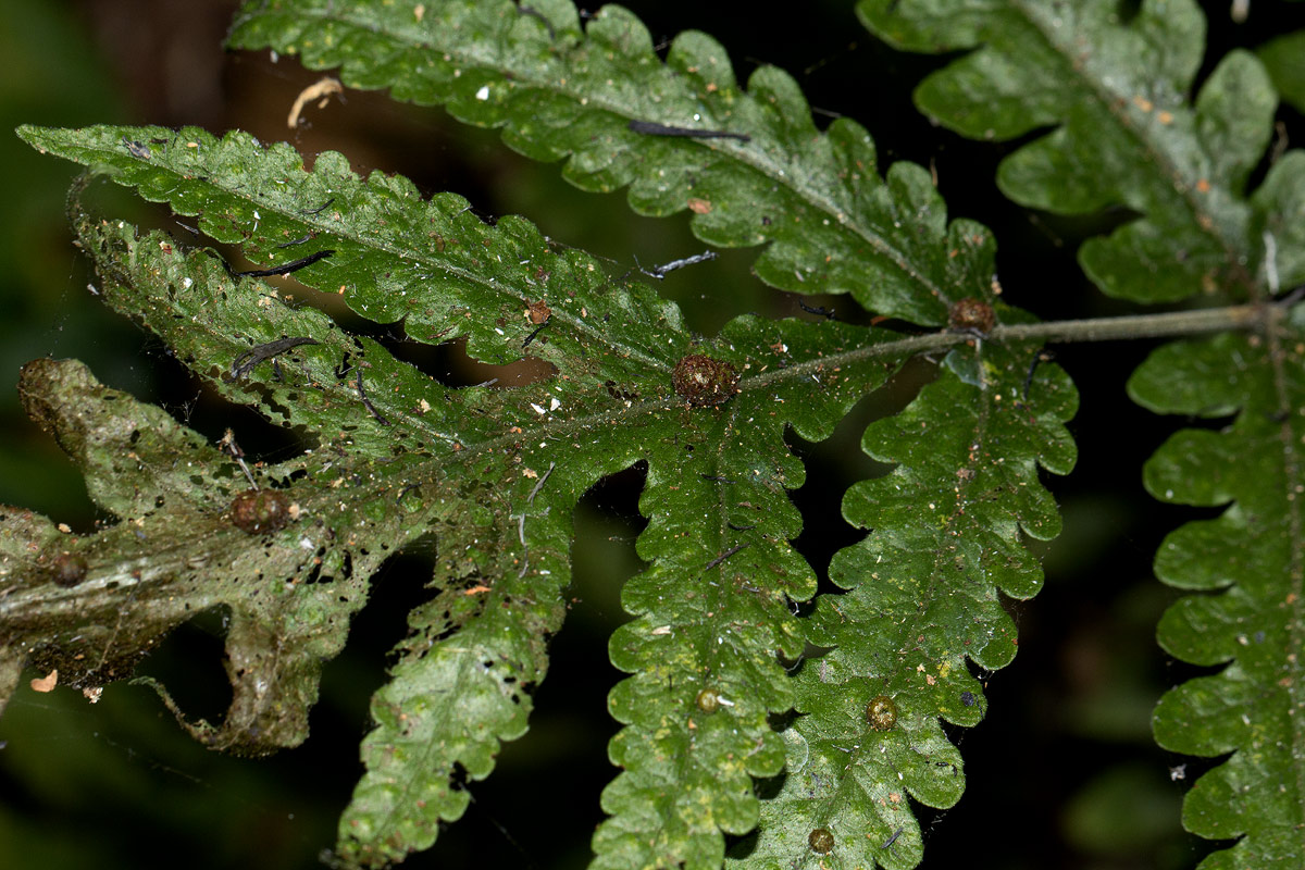 Tectaria gemmifera Tectaria gemmifera