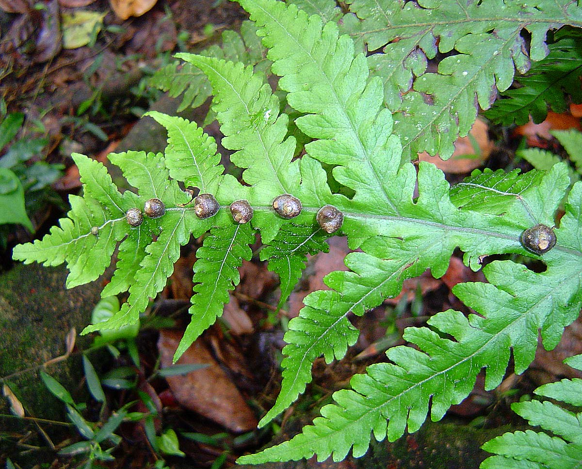 Tectaria gemmifera Tectaria gemmifera