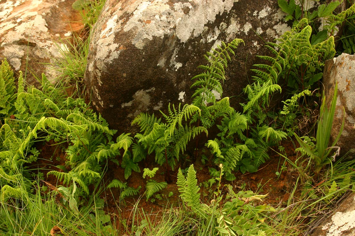 Athyrium schimperi Athyrium schimperi